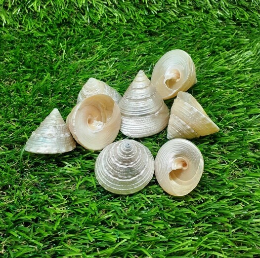 Moti Shankha – Pearl Conch Shell