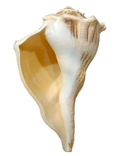 Dakshinavarti Shankh – Right-Handed Conch Shell