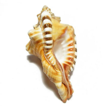 Ganesha Shankh – Remover of Obstacles