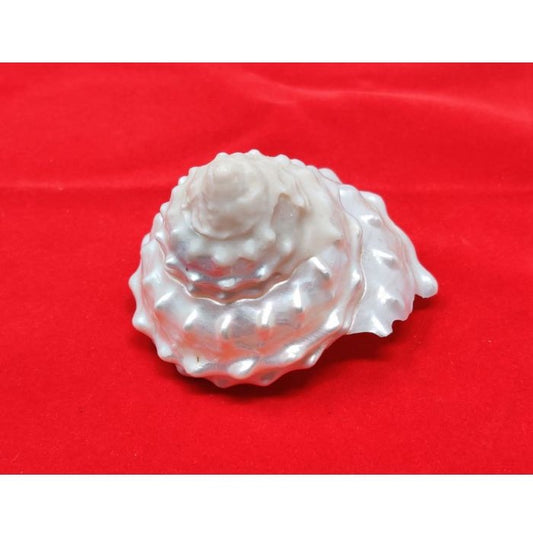 Moti Shankha – Pearl Conch Shell