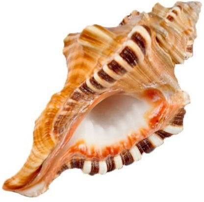 Ganesha Shankh – Remover of Obstacles