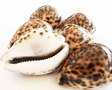 Tiger Cowrie Shells – Protective Shells (Kodi) (4 Pcs)