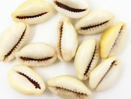 Yellow Kodi (Peeli Kowdi) – Prosperity Cowrie (10 Pcs)