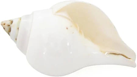 Jal Shankh- Water Conch Shell