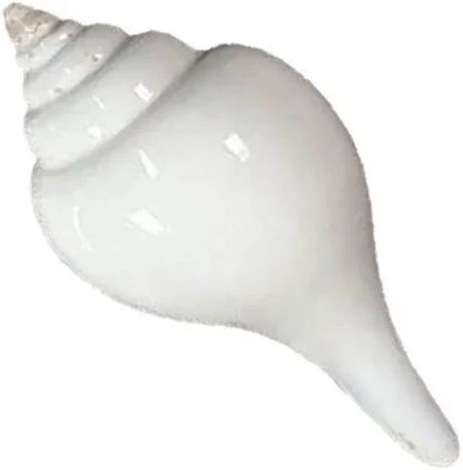Jal Shankh- Water Conch Shell