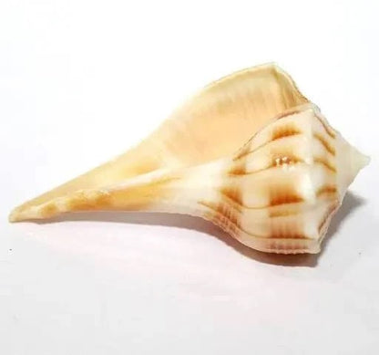 Dakshinavarti Shankh – Right-Handed Conch Shell