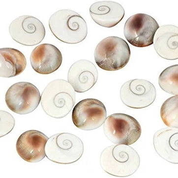 Gomati Chakra – Sacred Snail Shell (10 pcs)